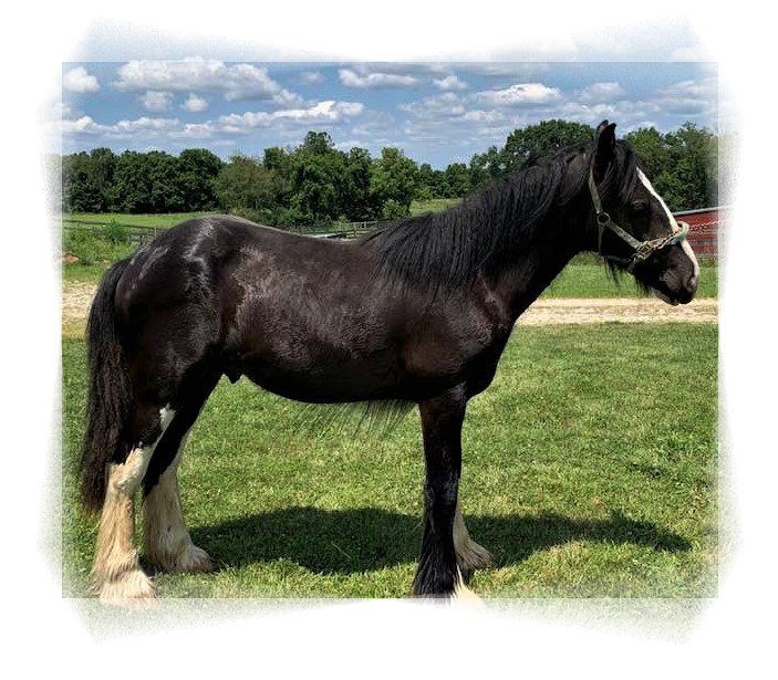 Gypsy Vanner stallion Ripple